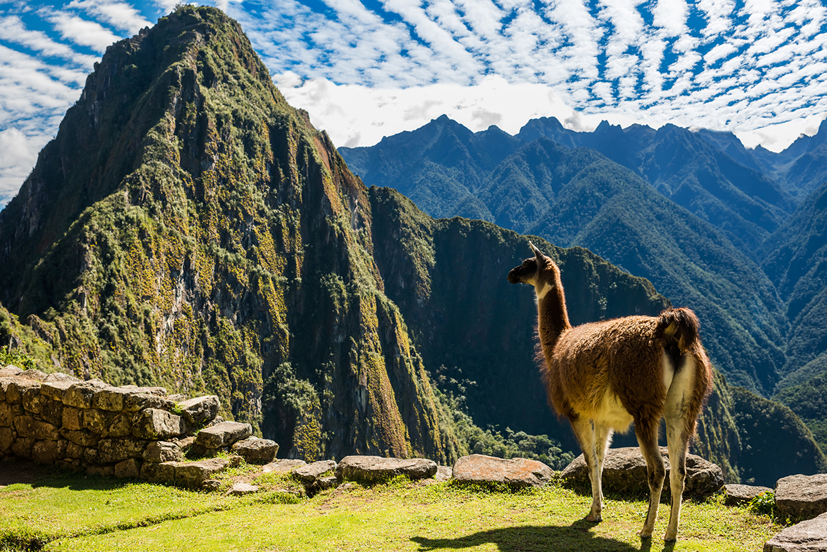 Llama in Peru